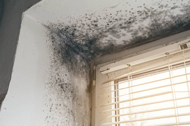 Affordable Black Mold Removal solutions in Boston, GA