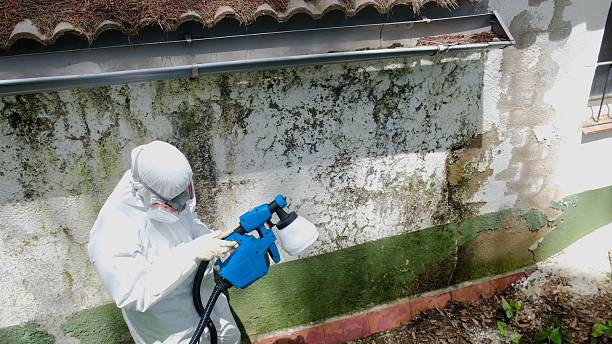 Top rated local Black Mold Removal specialists in Boston, GA